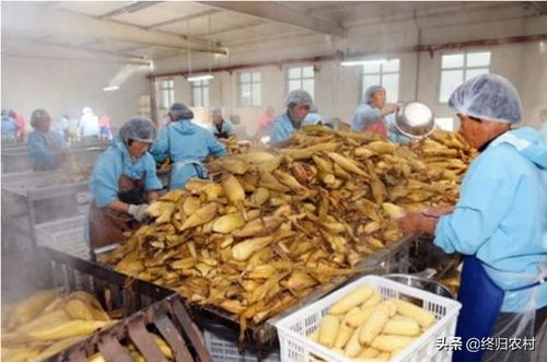 想在農村投資10 20萬開個加工廠,雇傭10個幫工,做什么產品有前景